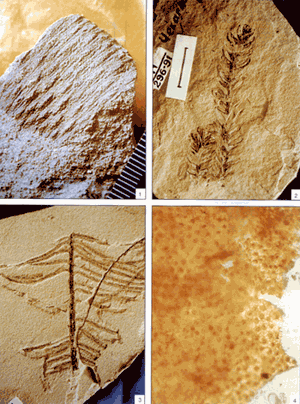 sem-shagov-v-paleozoe